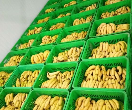 Banana Ripening Chamber